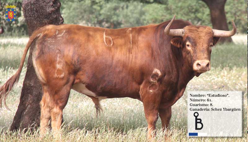 Un astado de Sánchez Ybargüen sustituirá al toro de Murteira Grave