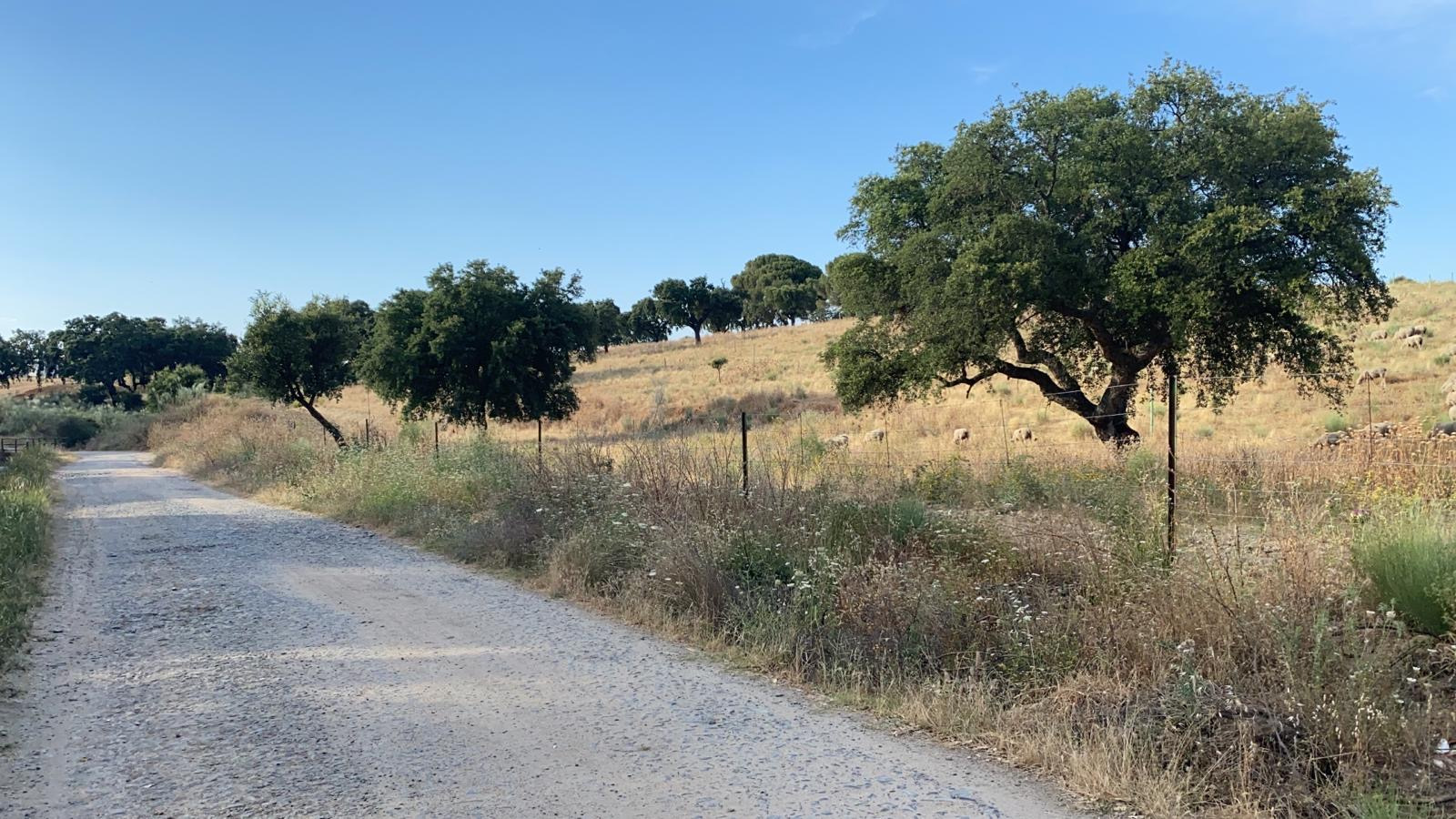 El Ayuntamiento de Coria ultima la instalación de la señalización de senderos de la localidad cauriense