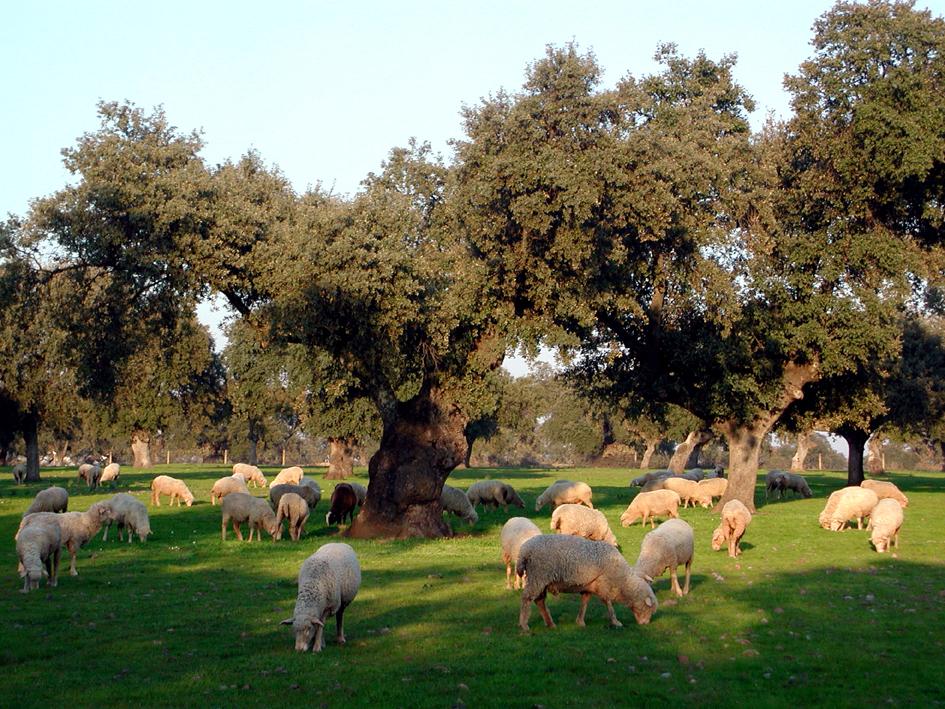 El Ayuntamiento de Coria sigue mejorando la Dehesa de Mínguez