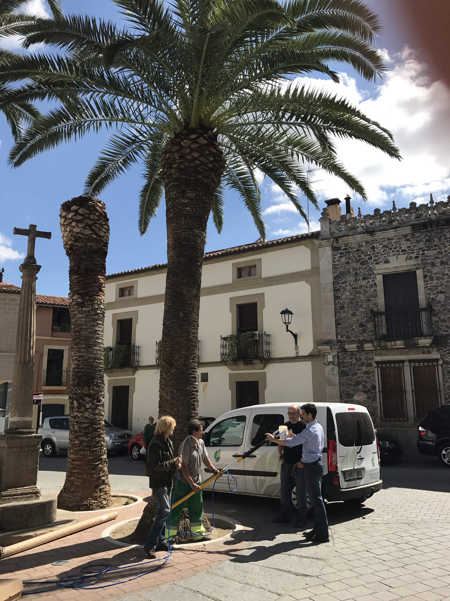 El Ayuntamiento de Coria previene el ataque del picudo rojo con un tratamiento ecológico