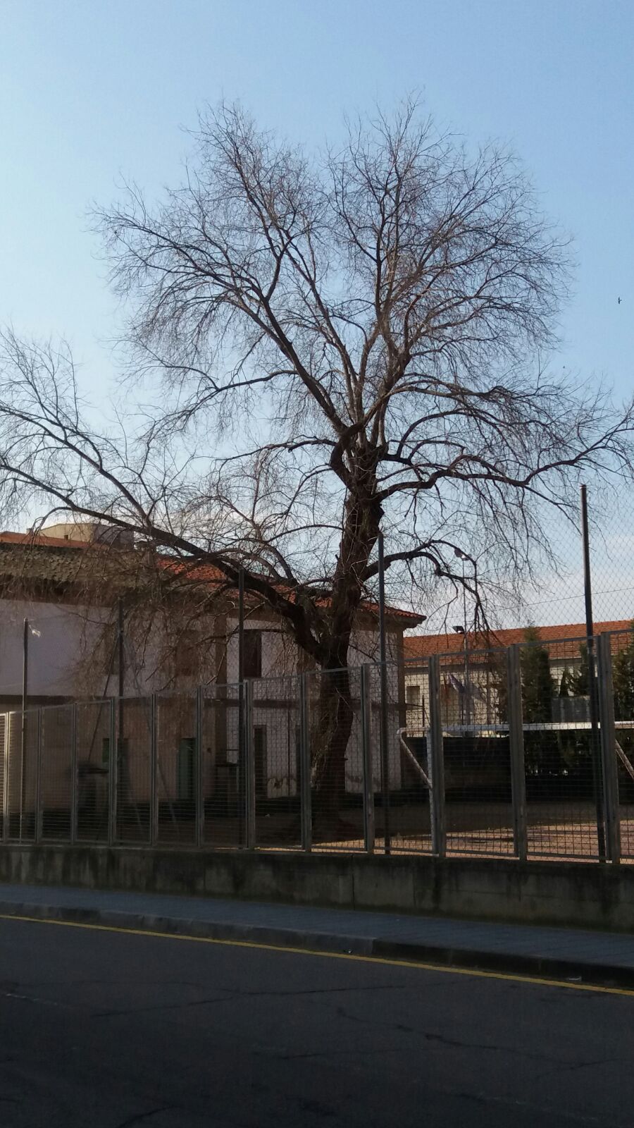 Los jardineros del ayuntamiento están llevando a cabo la campaña de poda de árboles que se extenderá hasta finales de este mes de marzo