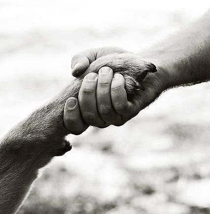 Campaña Educativa Canina