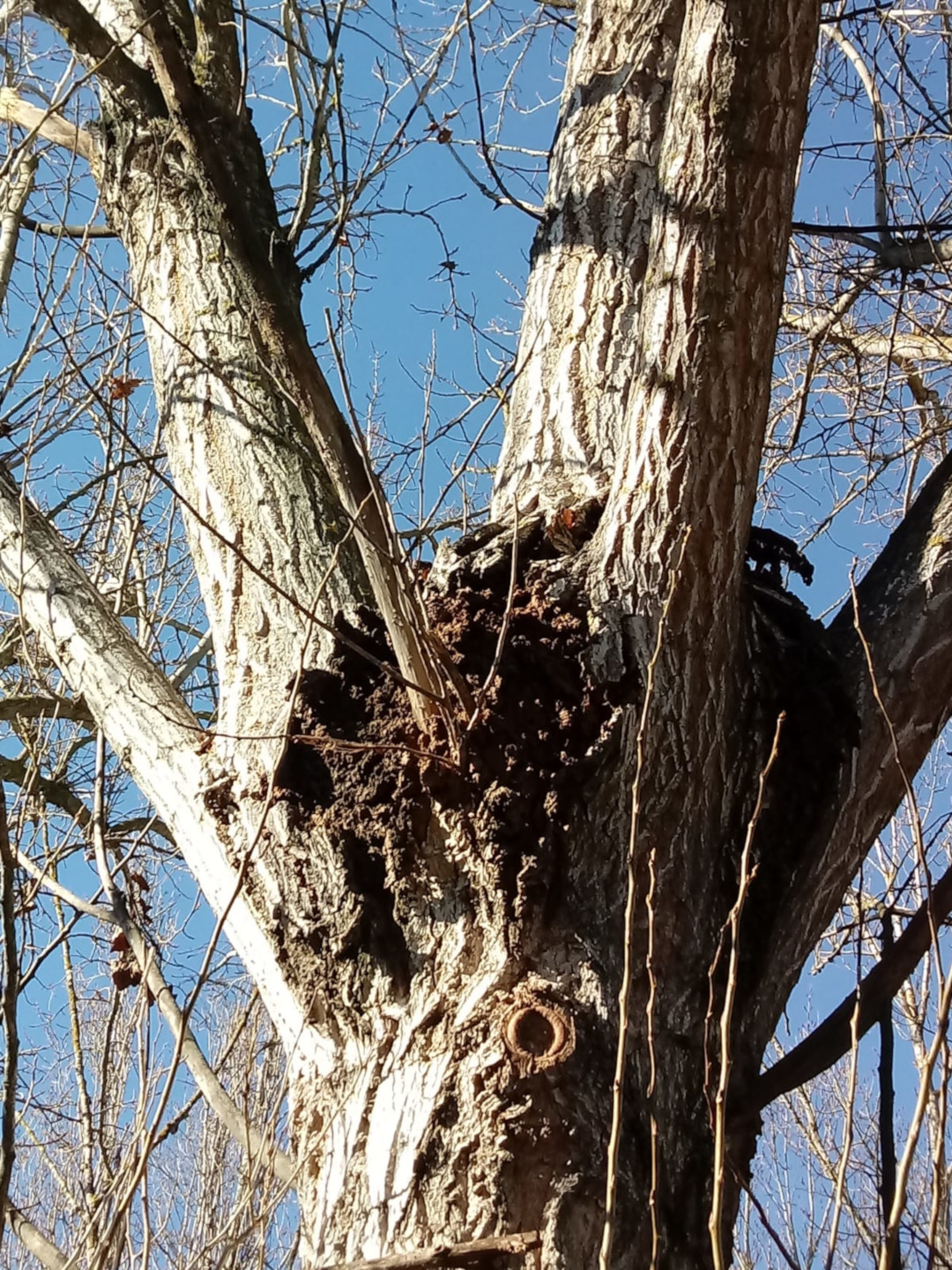 Campaña de poda en el Arbolado urbano de la Ciudad de Coria para la seguridad y el cuidado regular de parques y jardines