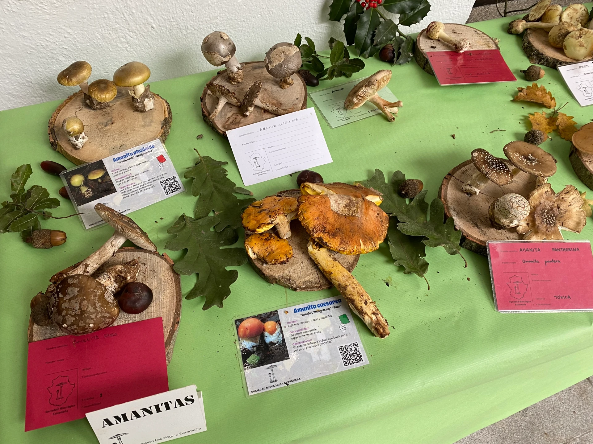 Vive noviembre en nuestra ciudad con la XVII edición de Coria Sabor Micológico